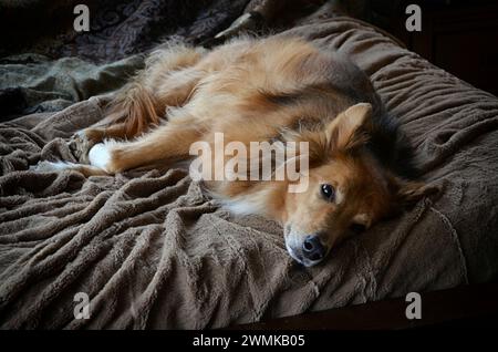 Chien mixte Collie/Golden retriever couché sur un lit Banque D'Images