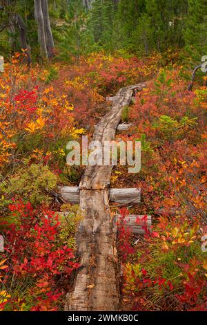 Monon Lake Trail en automne, Ollalie Lake Scenic Area, Mt Hood National Forest, Virginia Banque D'Images