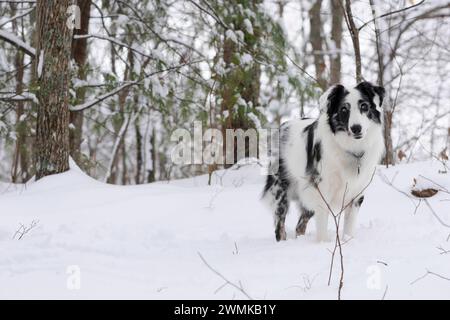 Chien Berger australien noir et blanc se tient dans la neige tombée près du bord d'un fourré ; Weaverville, Caroline du Nord, États-Unis d'Amérique Banque D'Images