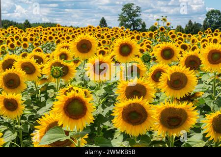 Champ de tournesols en fleurs dans le sud-ouest de l'Ontario ; Strathroy, Ontario, Canada Banque D'Images