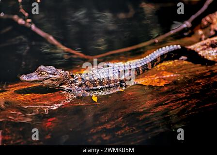 De jeunes alligators (Alligator mississippiensis) naissent sur une bûche en profondeur dans le marais d'Okefenokee. Les mères gardent agressivement les nids quand unti... Banque D'Images