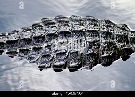 L'alligator submergé (Alligator mississippiensis) n'est visible qu'avec son dos blindé piquant au-dessus des eaux placides alors qu'il chasse sur le fond boueux... Banque D'Images