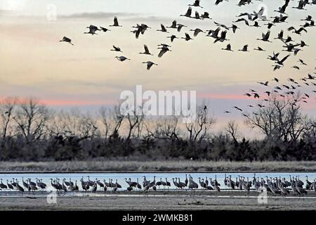 Les grues de Sandhill (Grus canadensis) volent pour perforer dans les peu profonds de la rivière Platte. Chaque année, 400 000 à 600 000 grues de sable—80% de... Banque D'Images