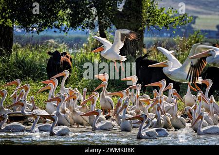 Pelicans dans un ranch de bétail dans le Nebraska. Les populations migratrices de pélicans blancs (Pelecanus erythrorhynchos) se retrouvent au printemps et à l'automne. Plus ... Banque D'Images