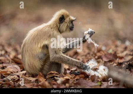 Le langur gris des plaines du Nord (Semnopithecus entellus) se trouve avec le kapok (Ceiba pentandra), dans le parc national de Bandhavgarh ; Madhya Pradesh, Inde Banque D'Images