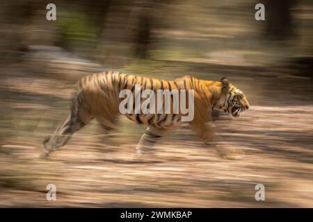 Le tigre mâle du Bengale (Panthera tigris tigris) traverse la forêt, qui est floue en arrière-plan. Il a des rayures orange et noires avec du blanc... Banque D'Images