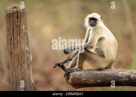 Langur gris des plaines du Nord (Semnopithecus entellus) assis sur une porte dans le parc national de Bandhavgarh ; Madhya Pradesh, Inde Banque D'Images