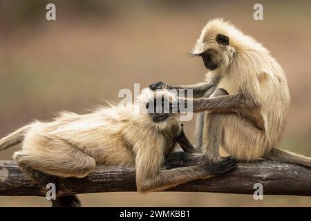 Le langur gris des plaines septentrionales (Semnopithecus entellus) est un autre dans le parc national de Bandhavgarh ; Madhya Pradesh, Inde Banque D'Images