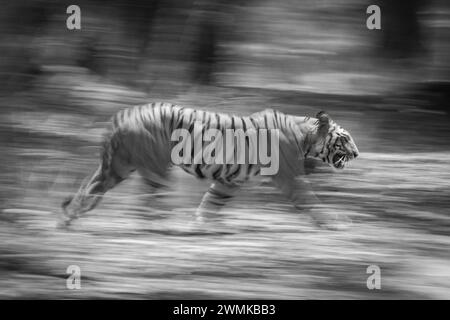 Le tigre mâle du Bengale (Panthera tigris tigris) traverse la forêt, qui est floue en arrière-plan. Il a des rayures orange et noires avec du blanc... Banque D'Images
