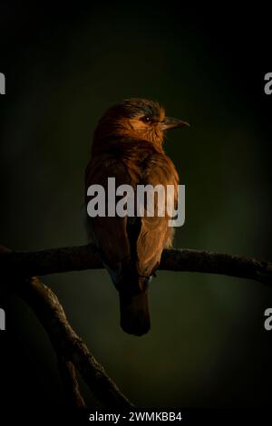Rouleau indien (Coracias benghalensis benghalensis) avec un phare dans ses yeux perches sur une branche mince dans une forêt. Il a un visage rosé avec un ... Banque D'Images