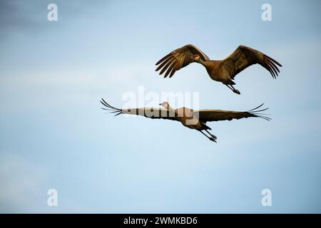 Paire de grues de Sandhill (Antigone canadensis) contre un ciel bleu, volant au-dessus du refuge migrateur de sauvagine de Creamer's Field à Fairbanks Banque D'Images