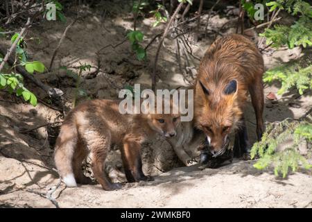 Femelle rouge xox (Vulpes vulpes) apportant un robin mort (Tudus mifratorius) à son kit devant leur antre près de Fairbanks Banque D'Images