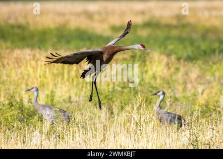 Grue de Sandhill (Antigone canadensis) débarquant en plein champ dans un refuge de sauvagine ; Fairbanks, Alaska, états-Unis d'Amérique Banque D'Images