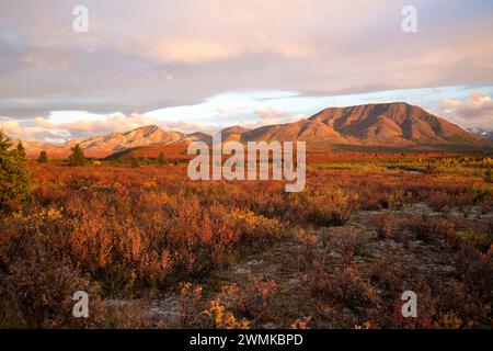 Vue du feuillage et des montagnes d'automne aux couleurs vives le long de la route du parc Denali dans le parc national Denali, Alaska, États-Unis ; Alaska, États-Unis d'Amérique Banque D'Images