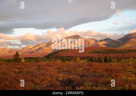 Vue du feuillage et des montagnes d'automne aux couleurs vives le long de la route du parc Denali dans le parc national Denali, Alaska, États-Unis ; Alaska, États-Unis d'Amérique Banque D'Images