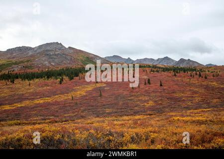 Vue du feuillage et des montagnes d'automne aux couleurs vives le long de la route du parc Denali dans le parc national Denali, Alaska, États-Unis Banque D'Images