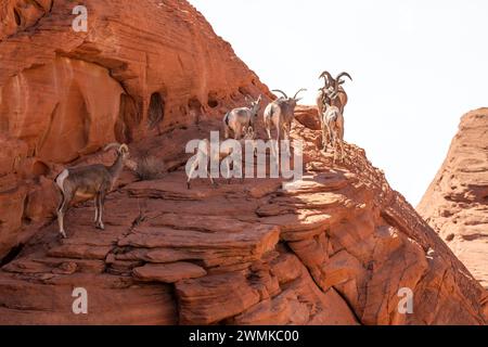 Desert Bighorn (Ovis canadensis nelsoni) moutons approchant de la ligne d'horizon dans les falaises de roche rouge de Valley of Fire State Park, Nevada, USA : Nevada, un... Banque D'Images