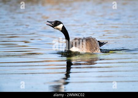 L'oie du Canada (Branta canadensis) appelant en nageant dans un étang près de Nine Pipes National Wildlife refuge ; Charlo, Montana, États-Unis d'Amérique Banque D'Images