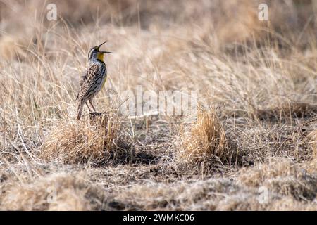 WESTERN Meadowlark (Sturnella negecta) chantant alors qu'il était perché sur une touffe d'herbe dans le refuge national de faune sauvage de l'Arsenal des montagnes Rocheuses, Colorado,... Banque D'Images