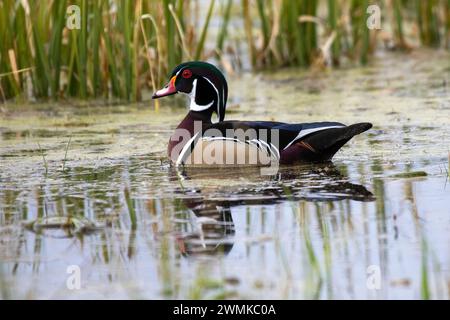 Canard mâle des bois (Aix sponsa) nageant dans un étang près de Nine Pipes National Wildlife refuge ; Charlo, Montana, États-Unis d'Amérique Banque D'Images