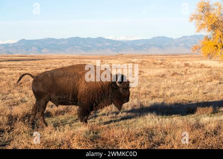 Taureau bison américain (bison bison) dans les prairies de la réserve naturelle nationale Rocky Mountain Arsenal, Colorado, avec les montagnes Rocheuses... Banque D'Images