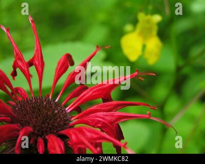 Fleur de baume d'abeille rouge est au premier plan, bijou pâle en arrière-plan Banque D'Images