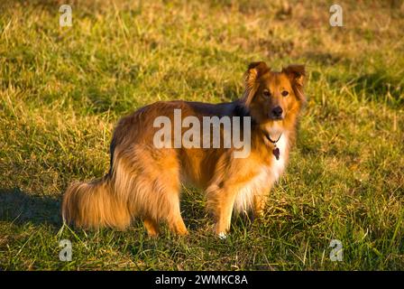 Portrait d'un chien à poil long sur l'herbe Banque D'Images