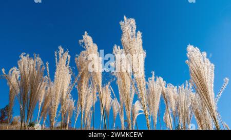 Vue rapprochée d'herbes hautes, Miscanthus, contre un ciel bleu vif ; Fletcher, Caroline du Nord, États-Unis d'Amérique Banque D'Images