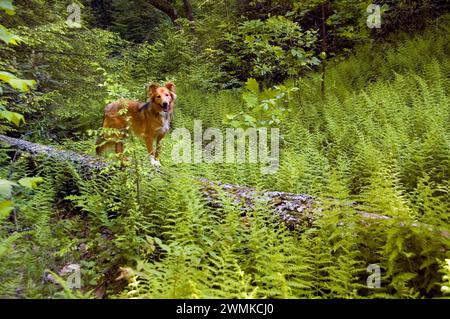 Collie Golden retriever mixte chien se tient sur une bûche parmi les fougères dans une zone boisée Banque D'Images