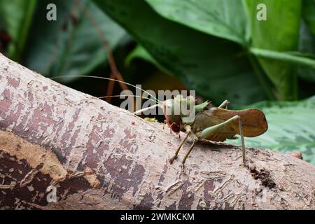 Dragon a dirigé Katydid au jardin des papillons. Banque D'Images