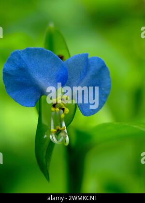 Fleur de jour asiatique (Commelina communis), une fleur sauvage des Blue Ridge Mountains ; Caroline du Nord, États-Unis d'Amérique Banque D'Images