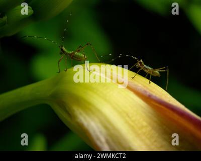 Gros plan de deux insectes sauteurs sur une plante à fleurs Banque D'Images