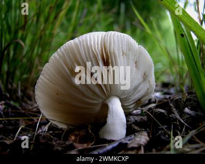 Face inférieure branchée d'un champignon blanc Banque D'Images