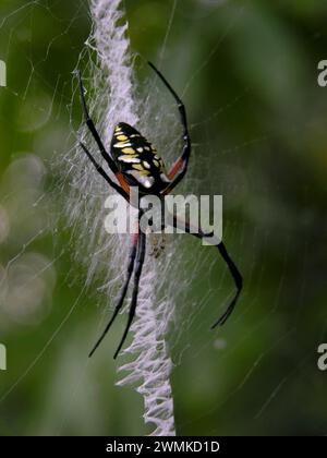 Araignée argiope noire et jaune (Argiope aurantia) tourne une toile ; Caroline du Nord, États-Unis d'Amérique Banque D'Images