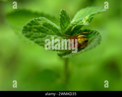 Araignée de tisserand à orbe marbré (Araneus marmoreus) nichée à l'intérieur d'une feuille ; Caroline du Nord, États-Unis d'Amérique Banque D'Images