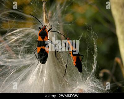 Deux insectes d'aspersion sur une fleur d'aspersion ; Caroline du Nord, États-Unis d'Amérique Banque D'Images