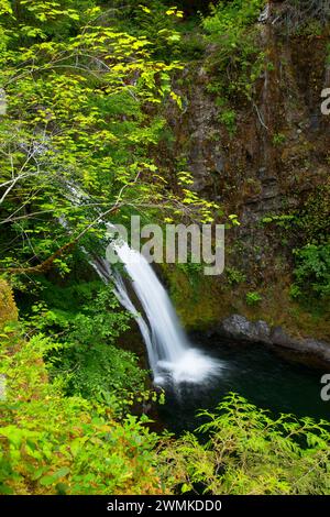 Tombe sur la plaquette thermoformée Creek, Mt Hood National Forest, Virginia Banque D'Images