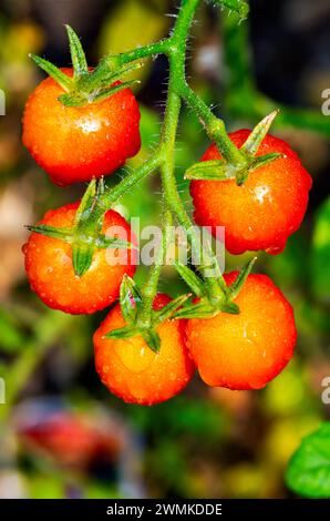 Gros plan de tomates cerises rouges mûres sur la vigne avec des gouttelettes d'eau ; Calgary, Alberta, Canada Banque D'Images