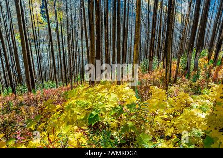 Flanc de colline d'une forêt brûlée avec des sous-bois d'automne colorés dans le parc national des Lacs-Waterton ; Waterton, Alberta, Canada Banque D'Images