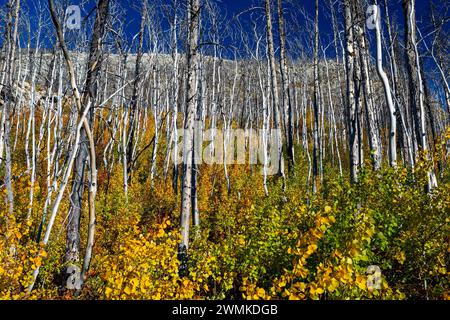 Flanc de colline d'une forêt brûlée avec des sous-bois d'automne colorés et un ciel bleu profond dans le parc national des Lacs-Waterton ; Waterton, Alberta, Canada Banque D'Images