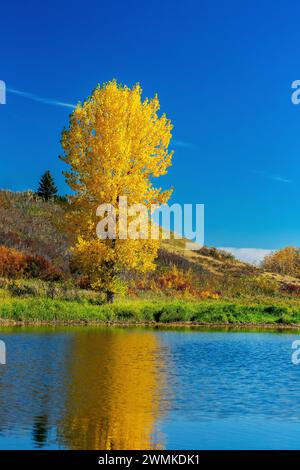 Arbre doré brillant de couleur automne reflétant dans un lac sur une colline colorée avec un ciel bleu ; Calgary, Alberta, Canada Banque D'Images