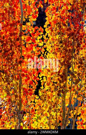 Gros plan du feuillage éclatant coloré de l'automne sur les arbres ; Calgary, Alberta, Canada Banque D'Images