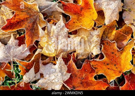 Gros plan de feuilles d'érable colorées en décomposition à l'automne avec gel de gouttelettes congelées ; Flesherton, Ontario, Canada Banque D'Images