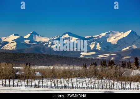 Chaîne de montagnes enneigée avec contreforts, une rangée d'arbres au premier plan et un ciel bleu, à l'ouest de Calgary, Alberta ; Alberta, Canada Banque D'Images