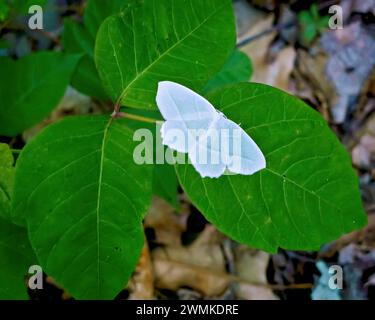 Petit papillon blanc (Lepidoptera) sur une feuille de lierre empoisonnée (Toxicodendron) ; Caroline du Nord, États-Unis d'Amérique Banque D'Images