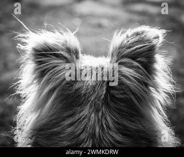 Vue rapprochée prise de derrière de la lumière du soleil haletant les poils sur la tête d'un chien de race mixte (Canis lupus familiaris) comme vu de l'arrière dans ce bla... Banque D'Images