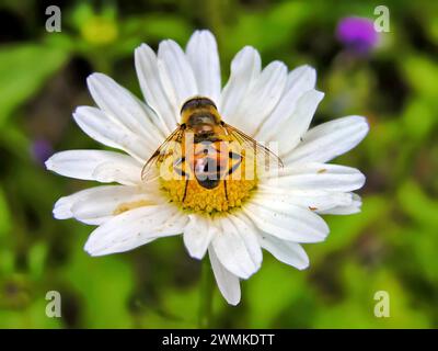 Mouche de drone (Eristalis) repose sur une Marguerite Banque D'Images