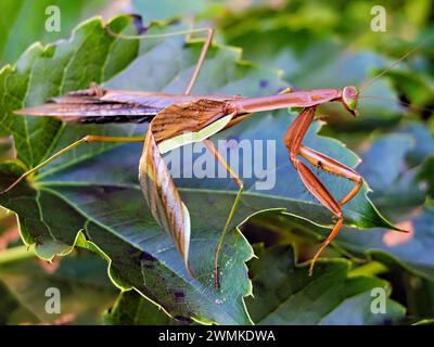Prier Mantis reposant sur une plante Banque D'Images