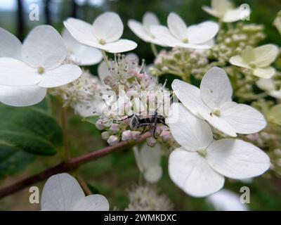 Un insecte non identifié boit le nectar d'une plante d'hortensia en fleurs Banque D'Images