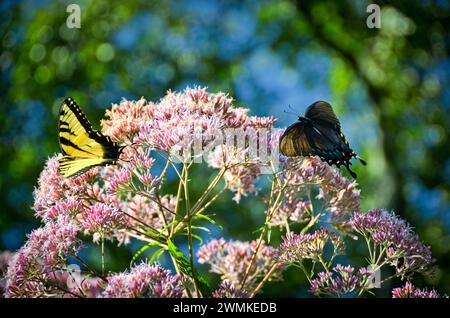 Les papillons à queue d'araignée du tigre (Papilio glaucus) reposent sur des fleurs de mauvaises herbes Joe-Pye (Eutrochium) Banque D'Images